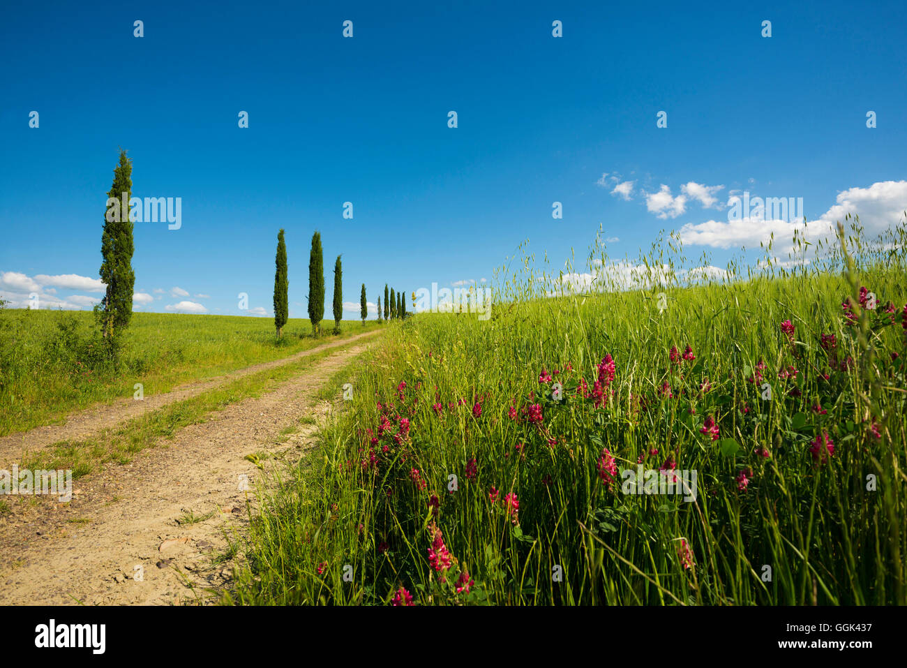 cypress trees, near San Quirico d`Orcia, Val d`Orcia, province of Siena, Tuscany, Italy, UNESCO World Heritage Stock Photo